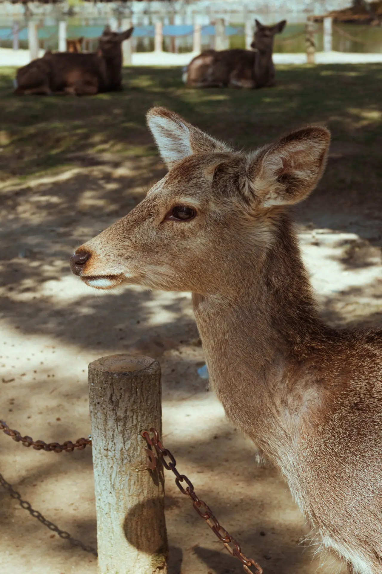 Nara